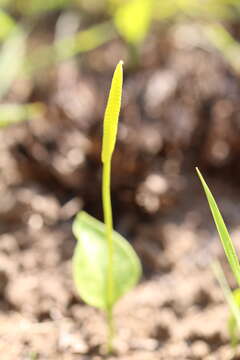 Слика од Ophioglossum reticulatum L.