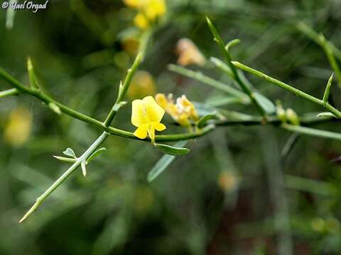 Plancia ëd Genista fasselata Decne.