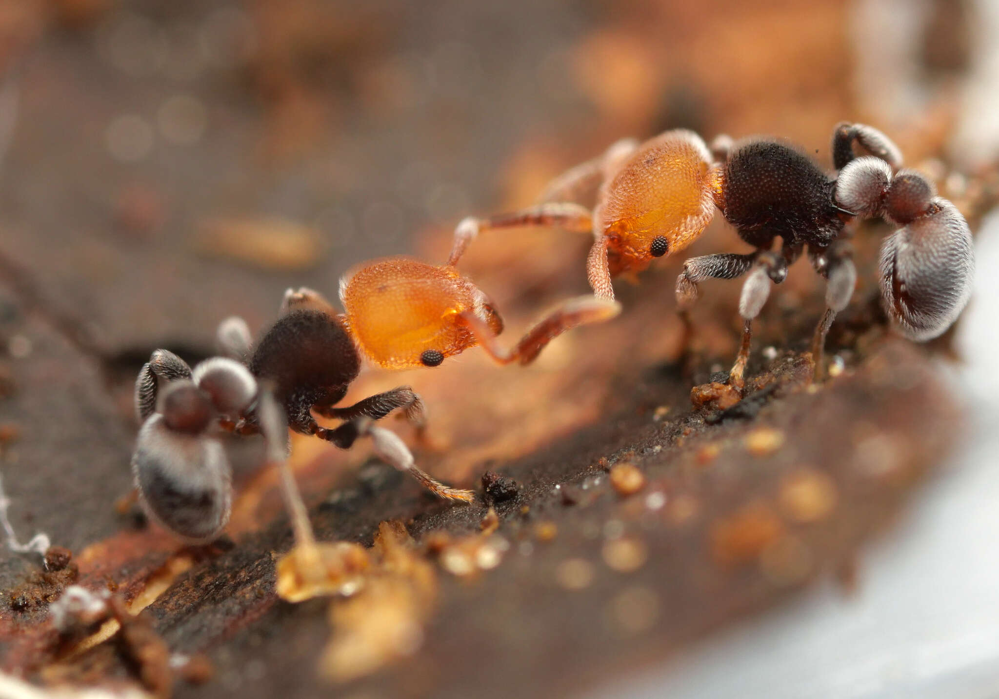 Image of Tetramorium fulviceps (Emery 1897)