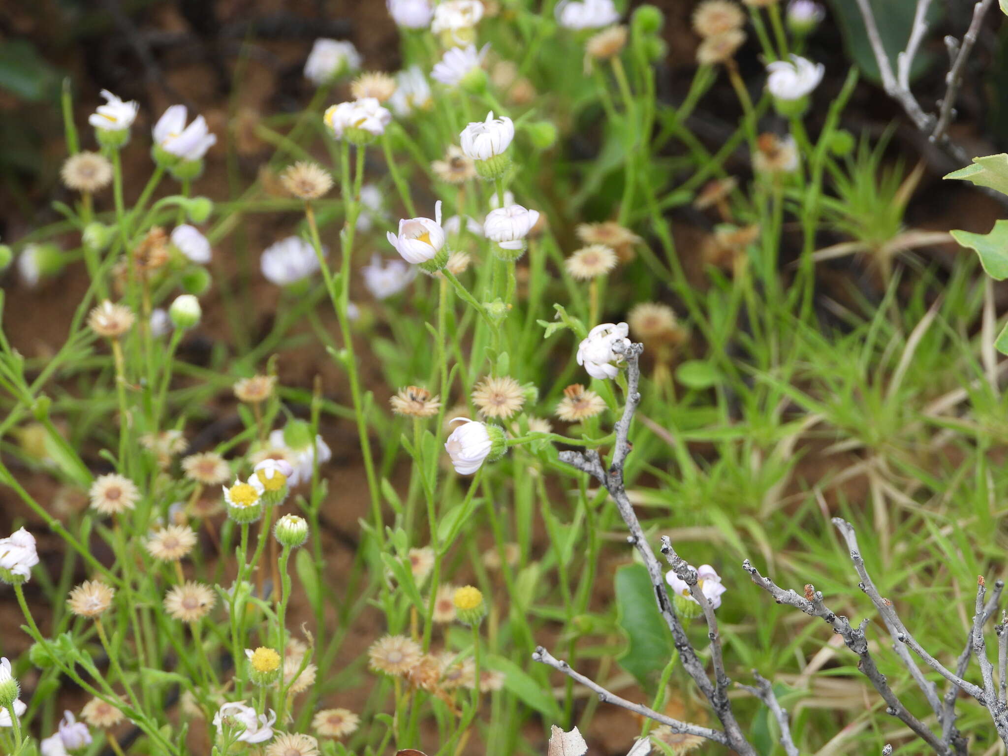 Image of western daisy fleabane