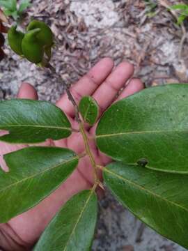 Sivun Diospyros tropophylla (H. Perrier) G. E. Schatz & Lowry kuva