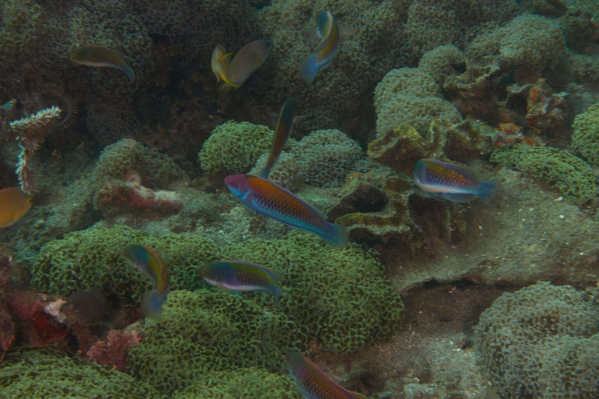 Image of Orange-back wrasse