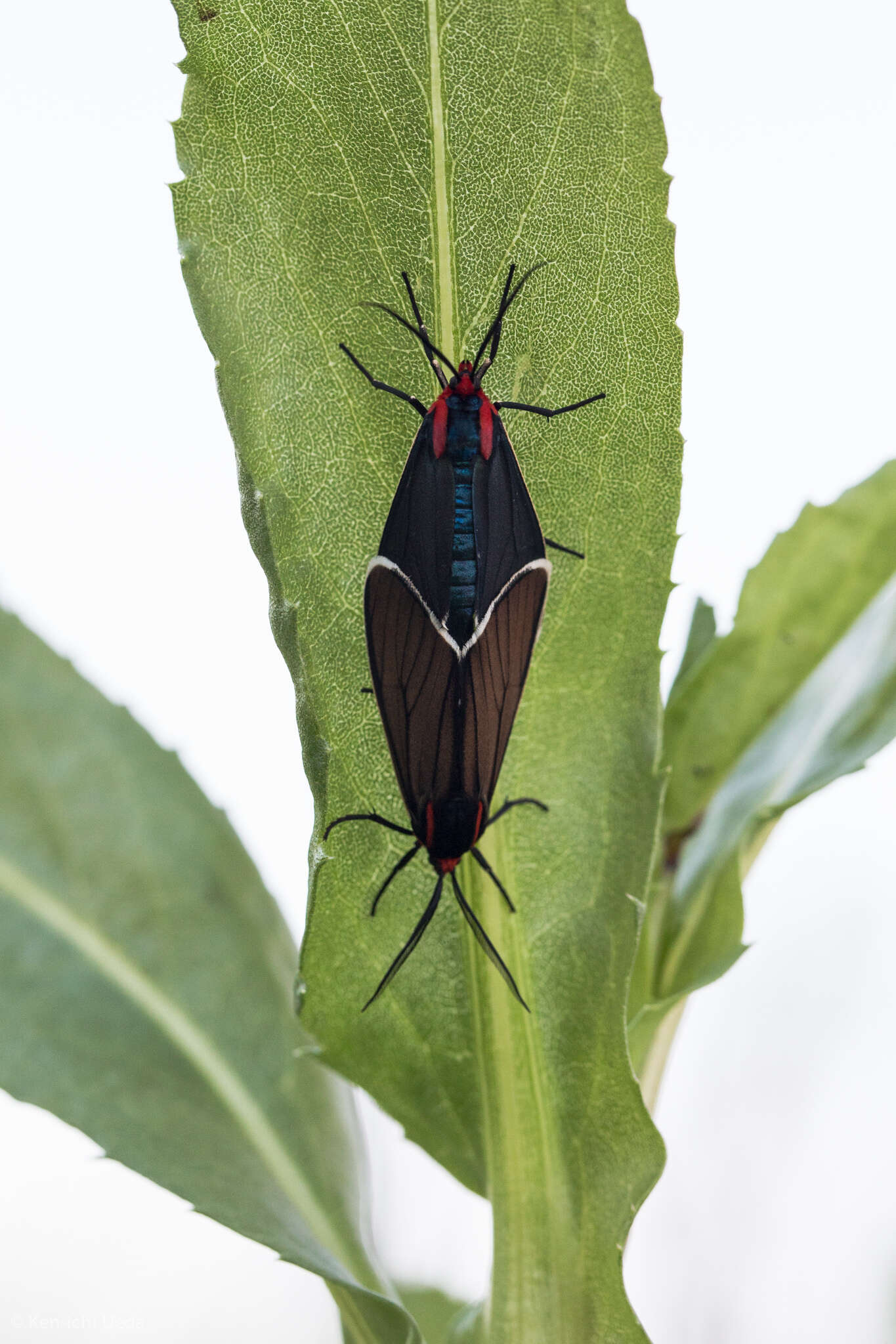 Image of Ctenucha multifaria Walker 1854