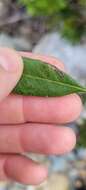 Image of Stigmella myricafoliella (Busck 1900) Grossbeck 1917