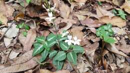 Image de Pseuderanthemum variabile (R. Br.) Radlk.