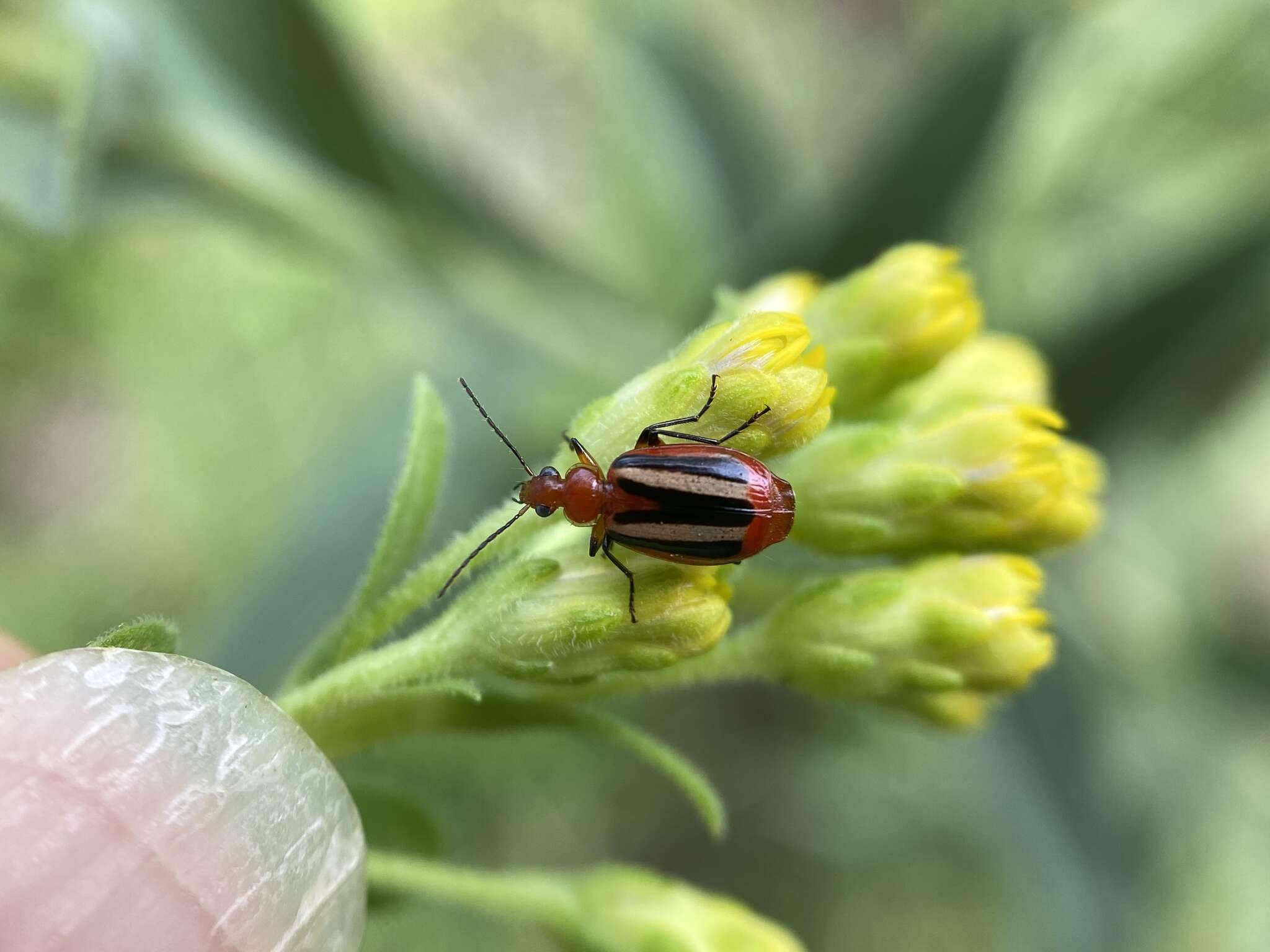 Image of Lebia (Lebia) vittata (Fabricius 1777)