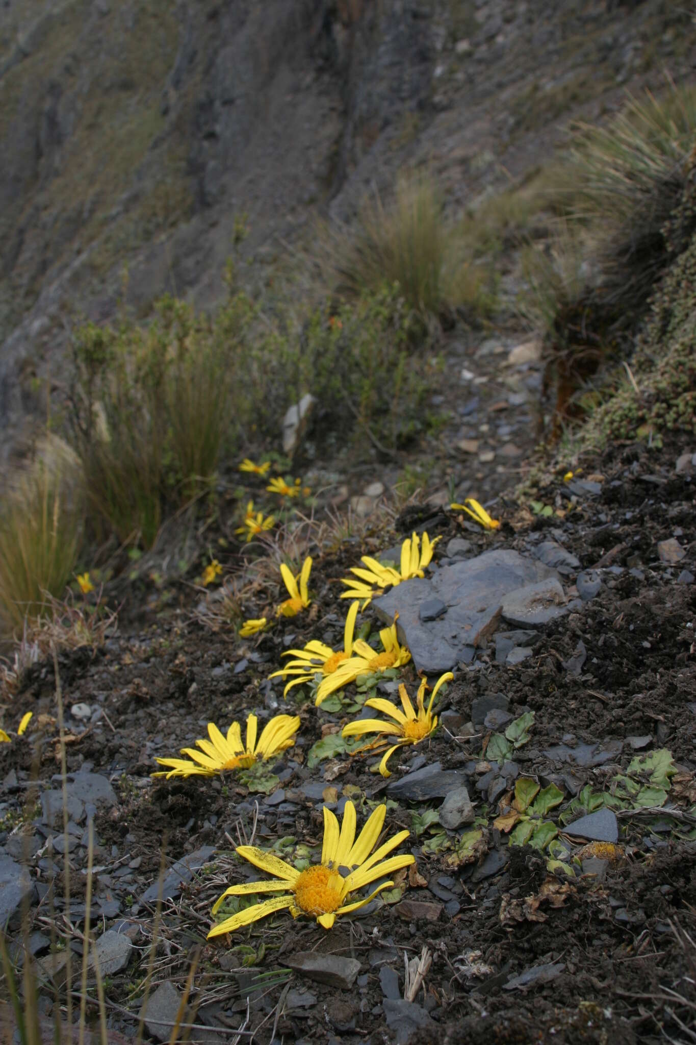 Image of Senecio condimentarius Cabrera