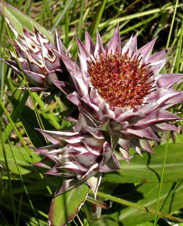 Image of Macledium zeyheri subsp. zeyheri