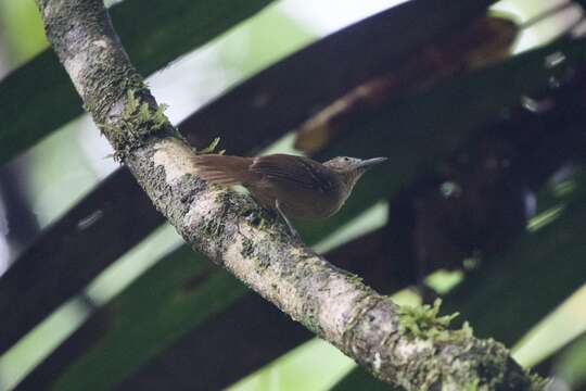 Image of Checker-throated Antwren