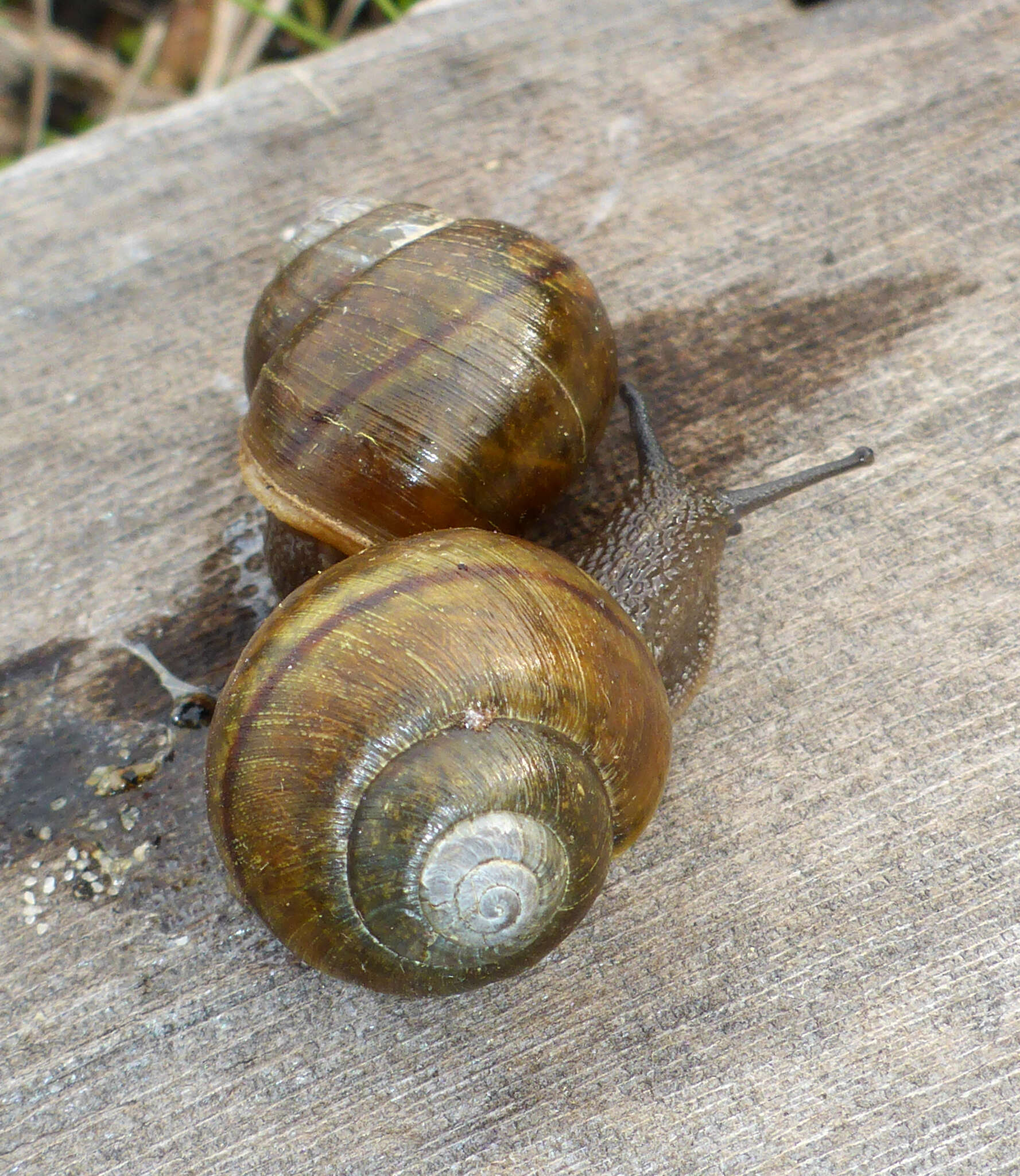 Image of <i>Helminthoglypta californiensis</i> (I. Lea 1838)