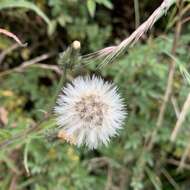 Image of Picris morrisonensis Hayata