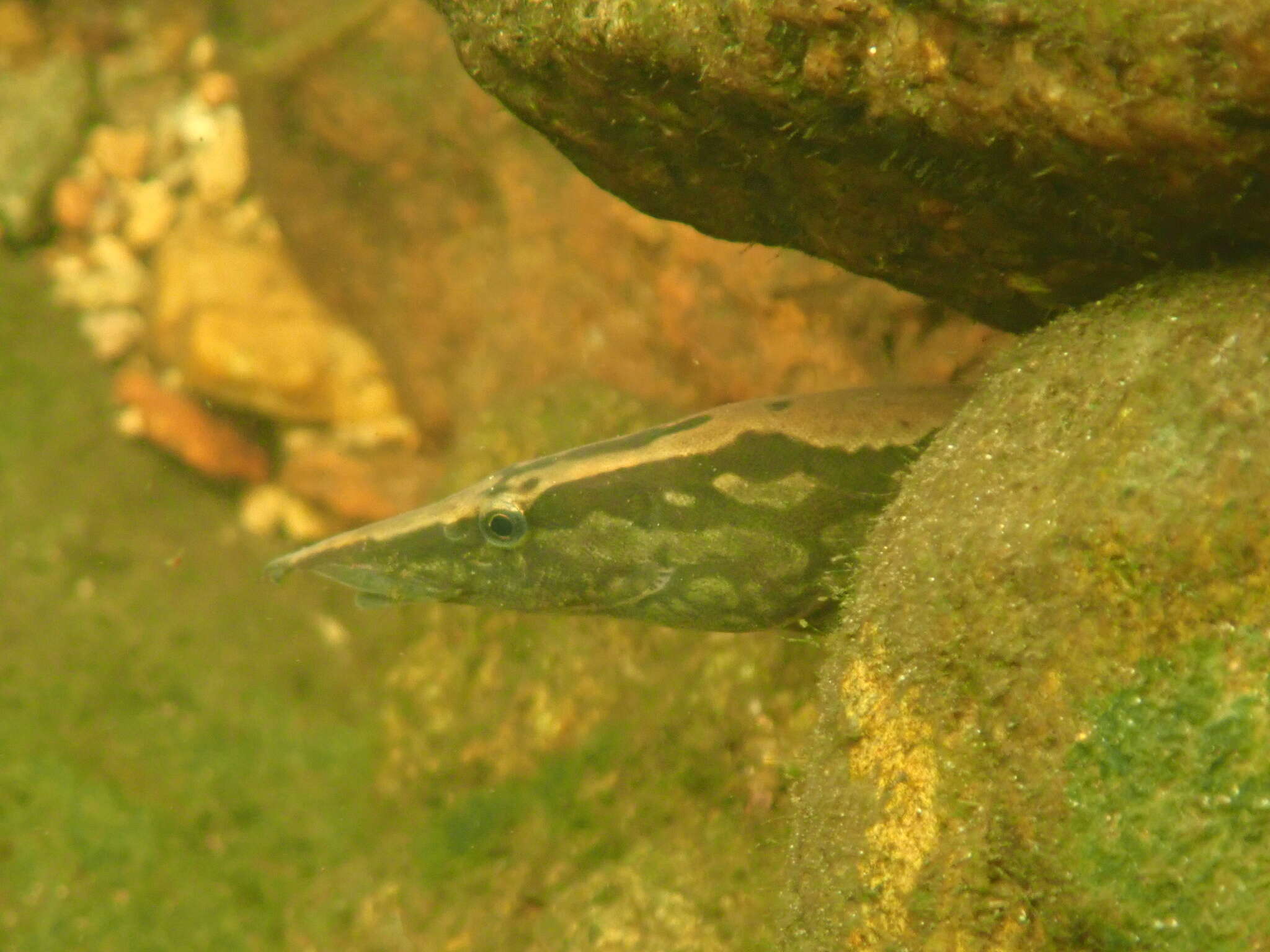 Image of Spiny eel