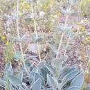 Image of Phlomis aucheri Boiss.