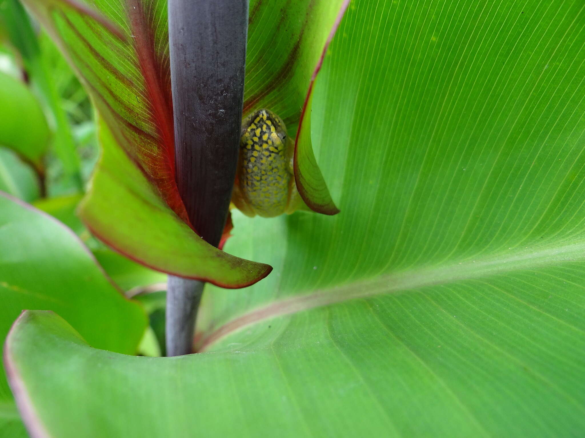 Imagem de Heterixalus alboguttatus (Boulenger 1882)