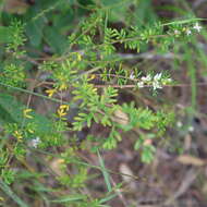 Image de Boronia alulata Soland. ex Benth.