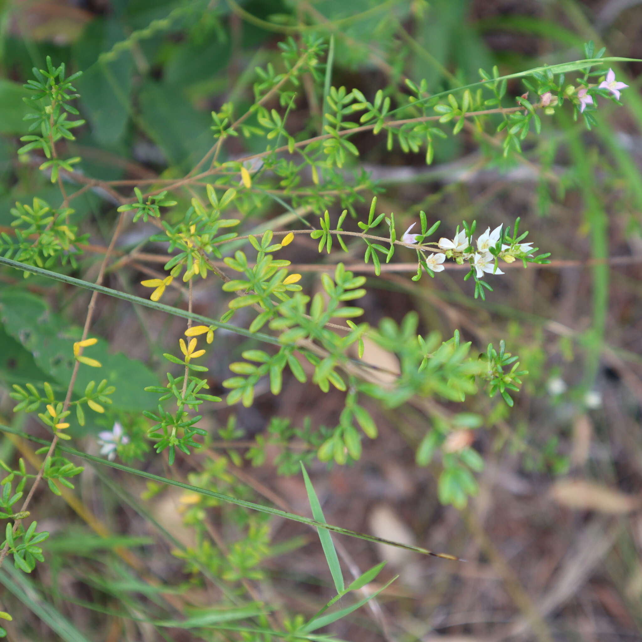 Image de Boronia alulata Soland. ex Benth.