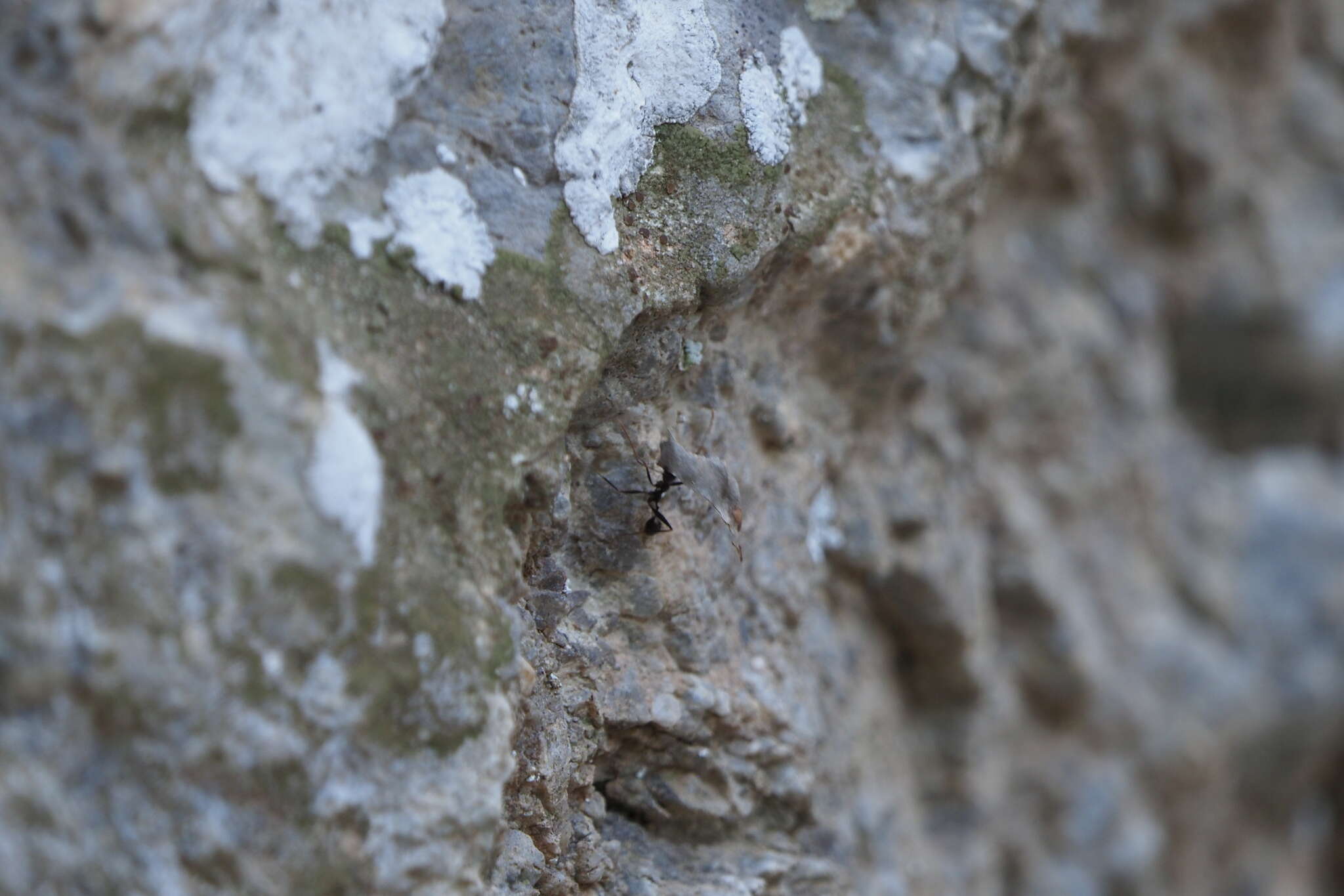 Image de Aphaenogaster cecconii Emery 1894