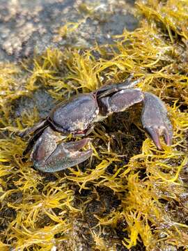 Image of flat porcelain crab