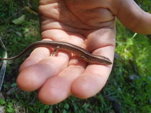 Image of Copper skink