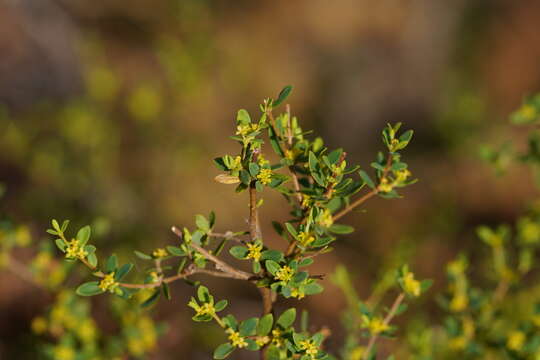 Image of Pimelea flava subsp. flava