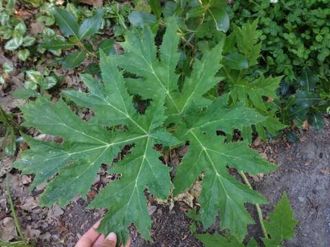 Image of Mantegazzi's Cow-Parsnip