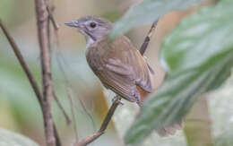 Image of Moustached Babbler