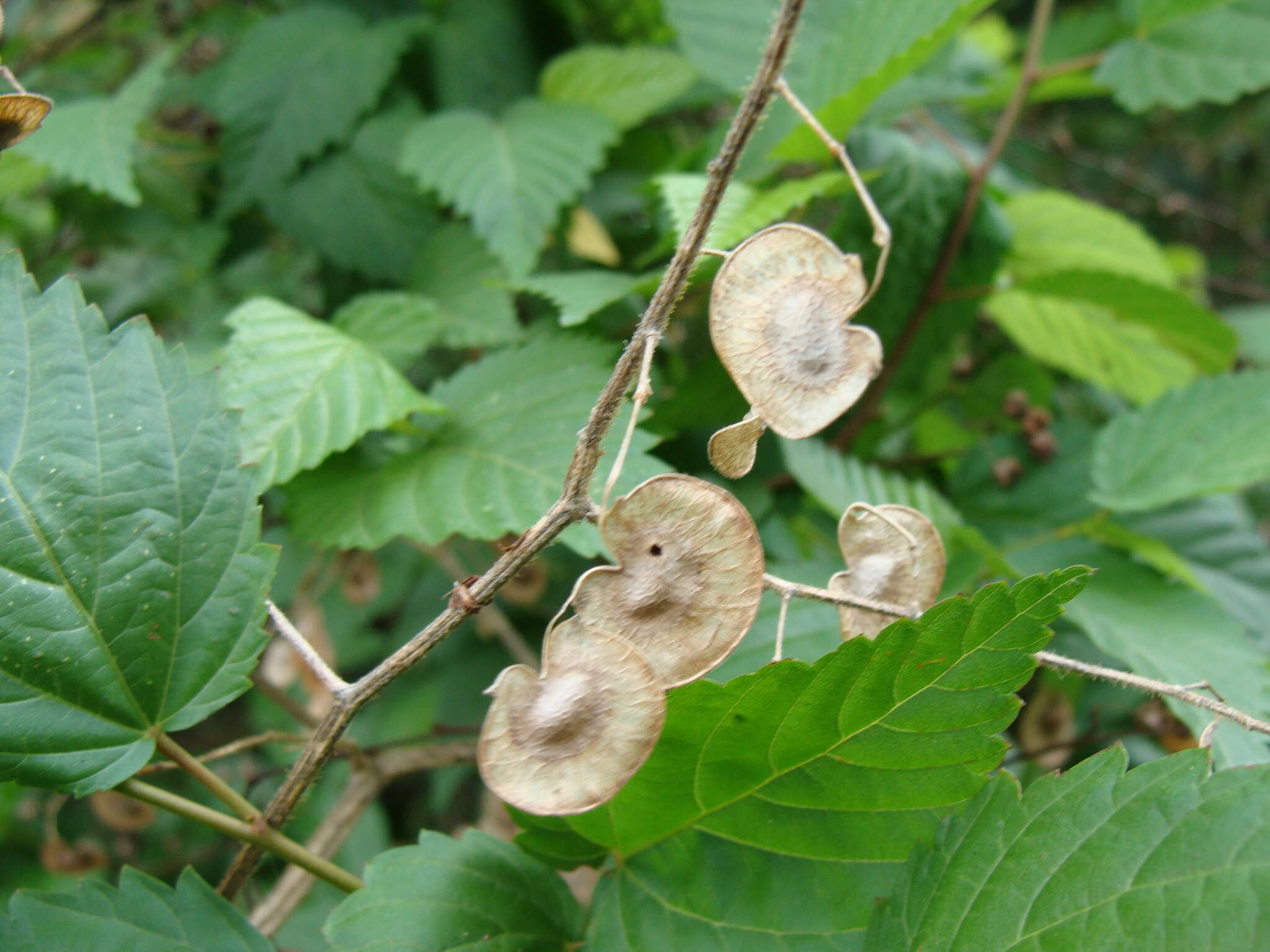 Слика од Desmodium infractum DC.