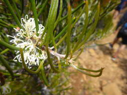 Image of Hakea lissosperma R. Br.