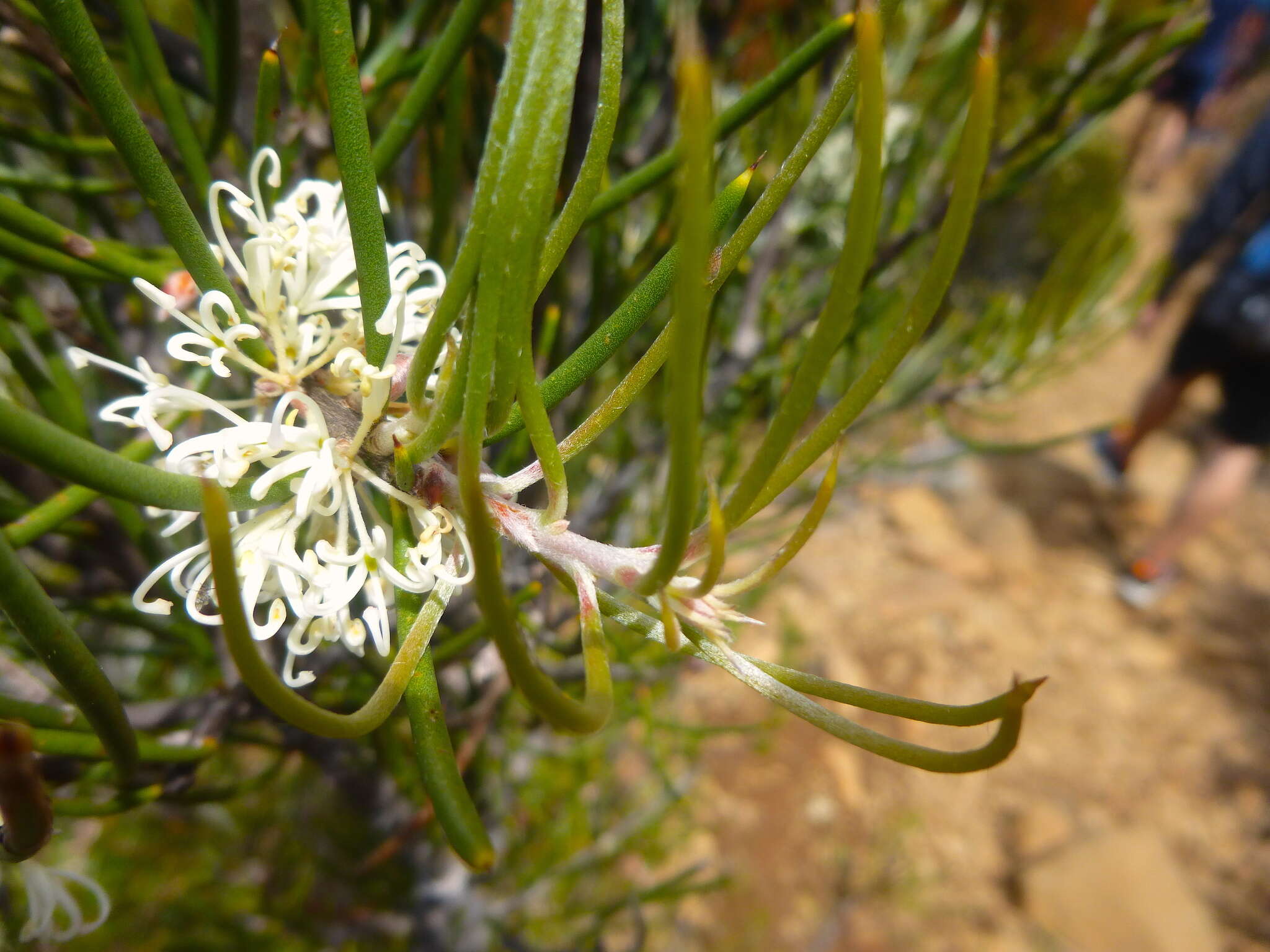 Image of Hakea lissosperma R. Br.