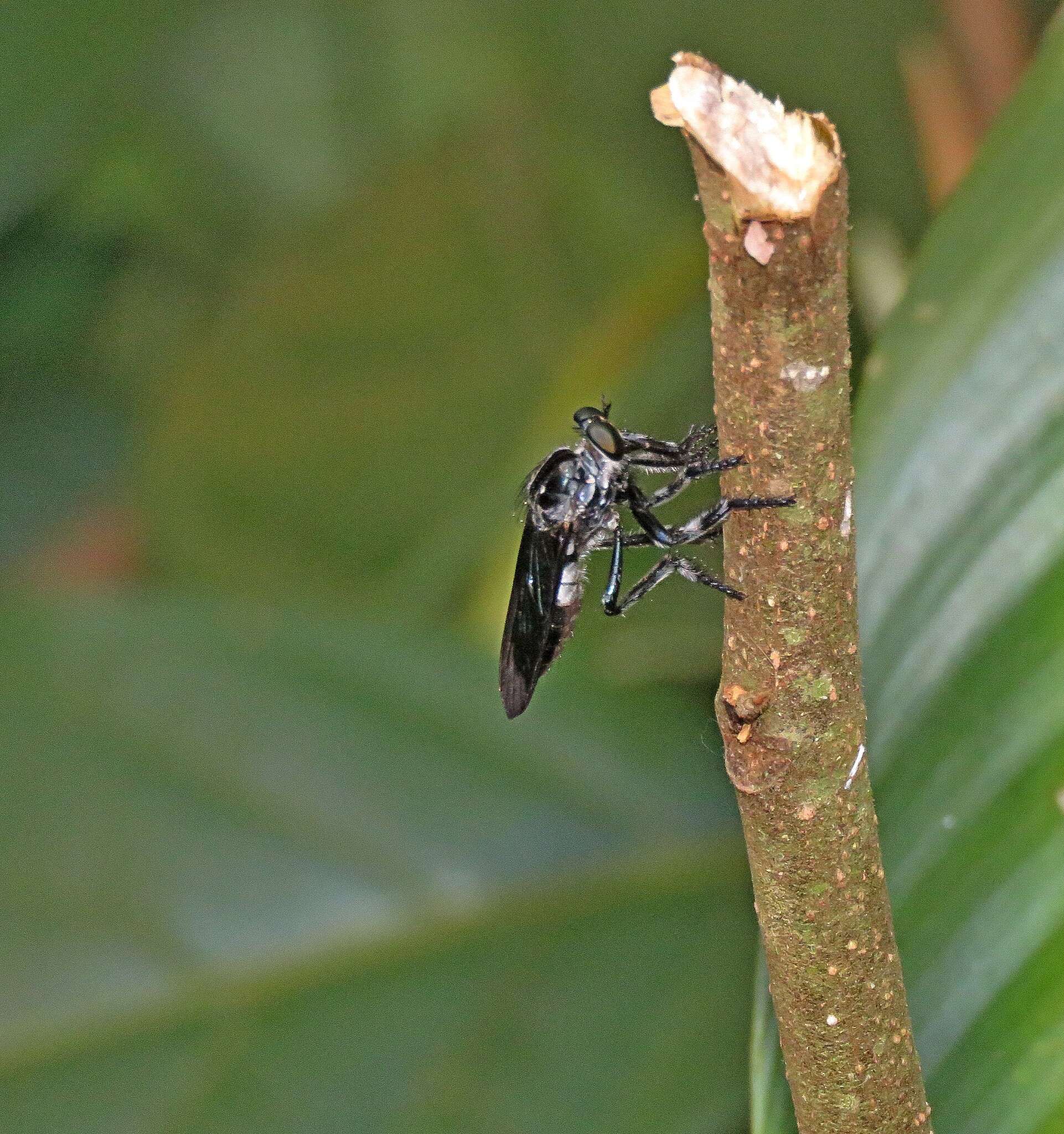 صورة Anarmostus iopterus (Wiedemann 1828)