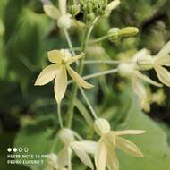 Image of Echinopepon pubescens (Benth.) Rose