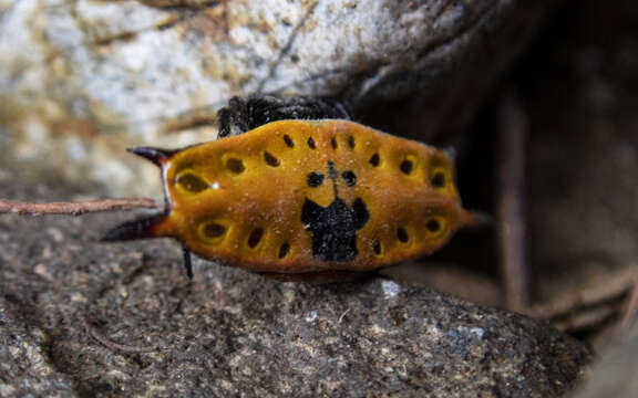 Image of Gasteracantha quadrispinosa O. Pickard-Cambridge 1879