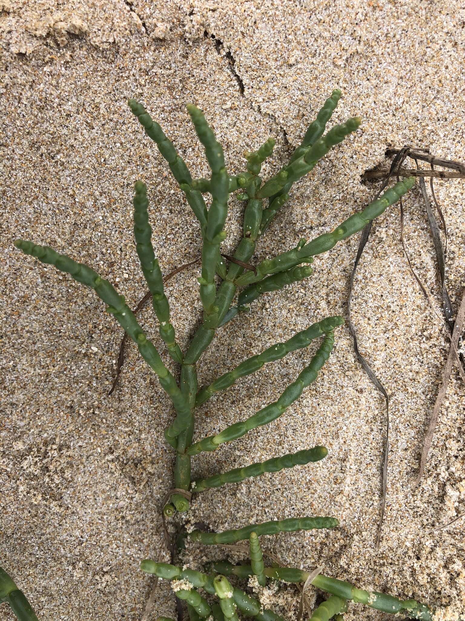 Image de Salicornia tegetaria (S. Steffen, Mucina & G. Kadereit) Piirainen & G. Kadereit