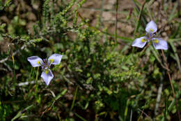 Plancia ëd Moraea fergusoniae L. Bolus