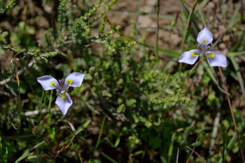 Plancia ëd Moraea fergusoniae L. Bolus