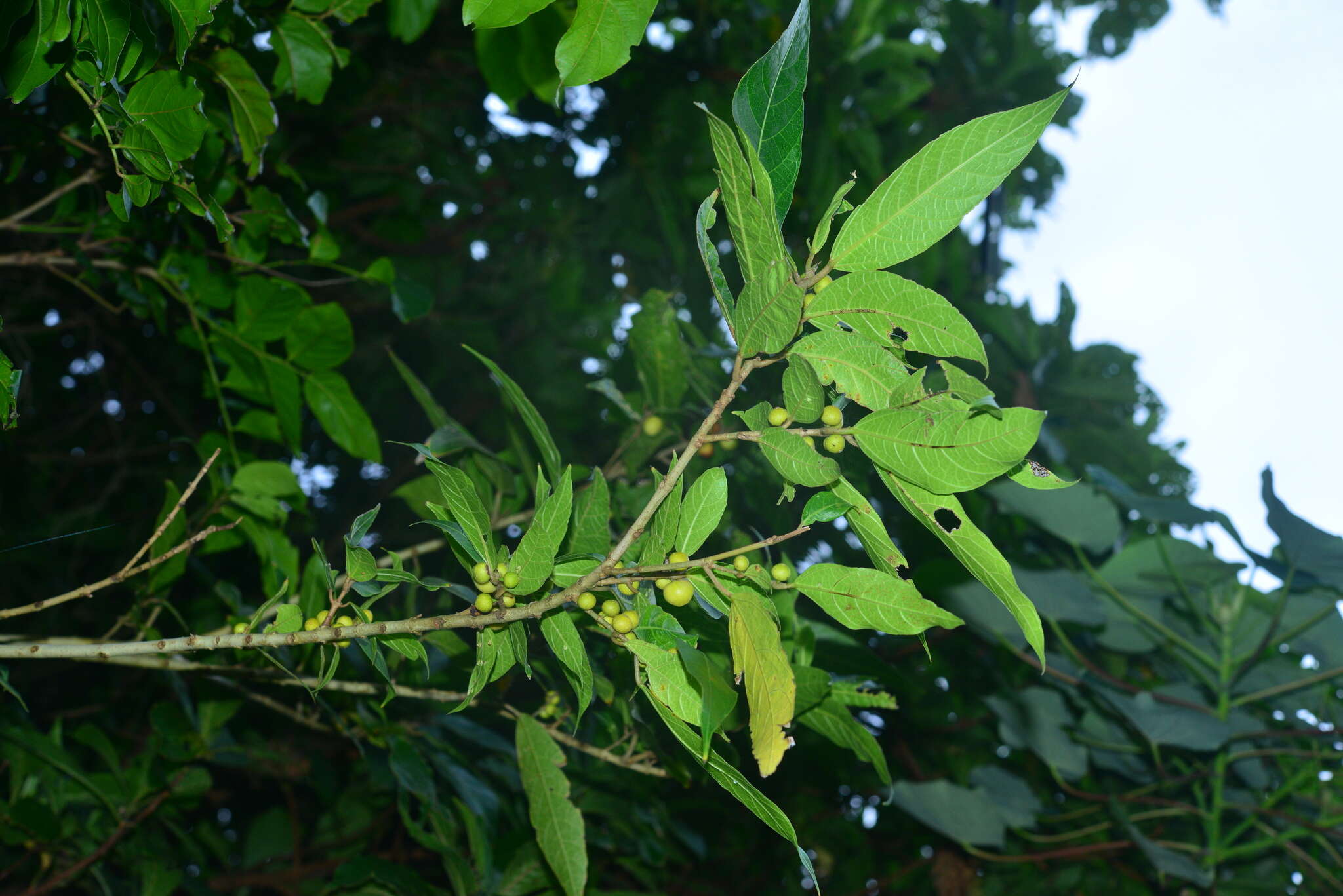 Image of Ficus cumingii Miq.