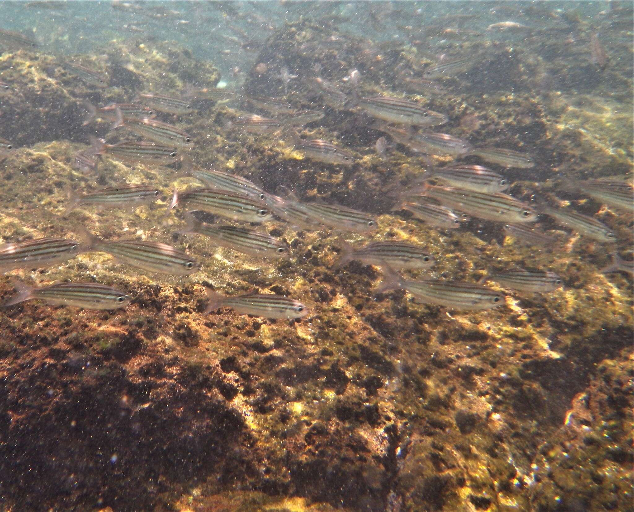 Image of Black-striped salema