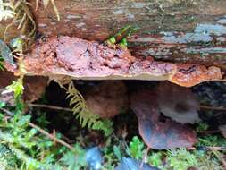 Imagem de Phellopilus