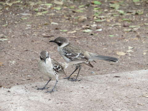 Image of Galapagos Mockingbird