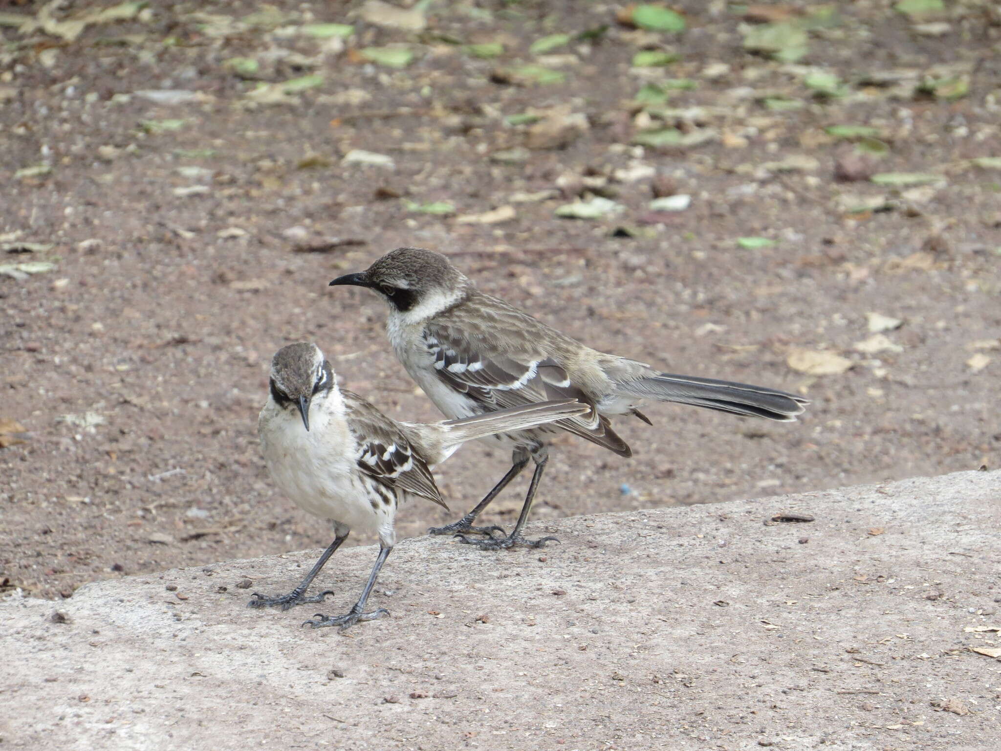 Image de Moqueur des Galapagos