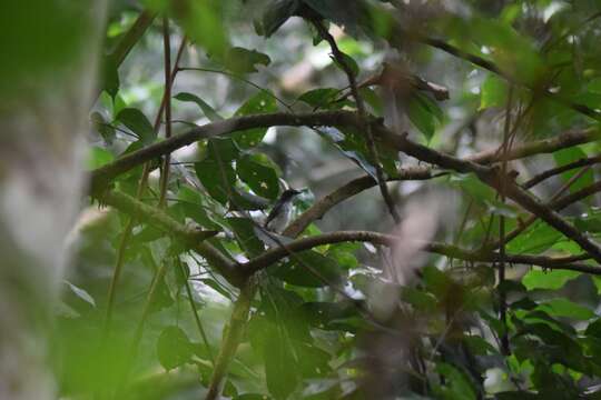 Image of African Forest Flycatcher