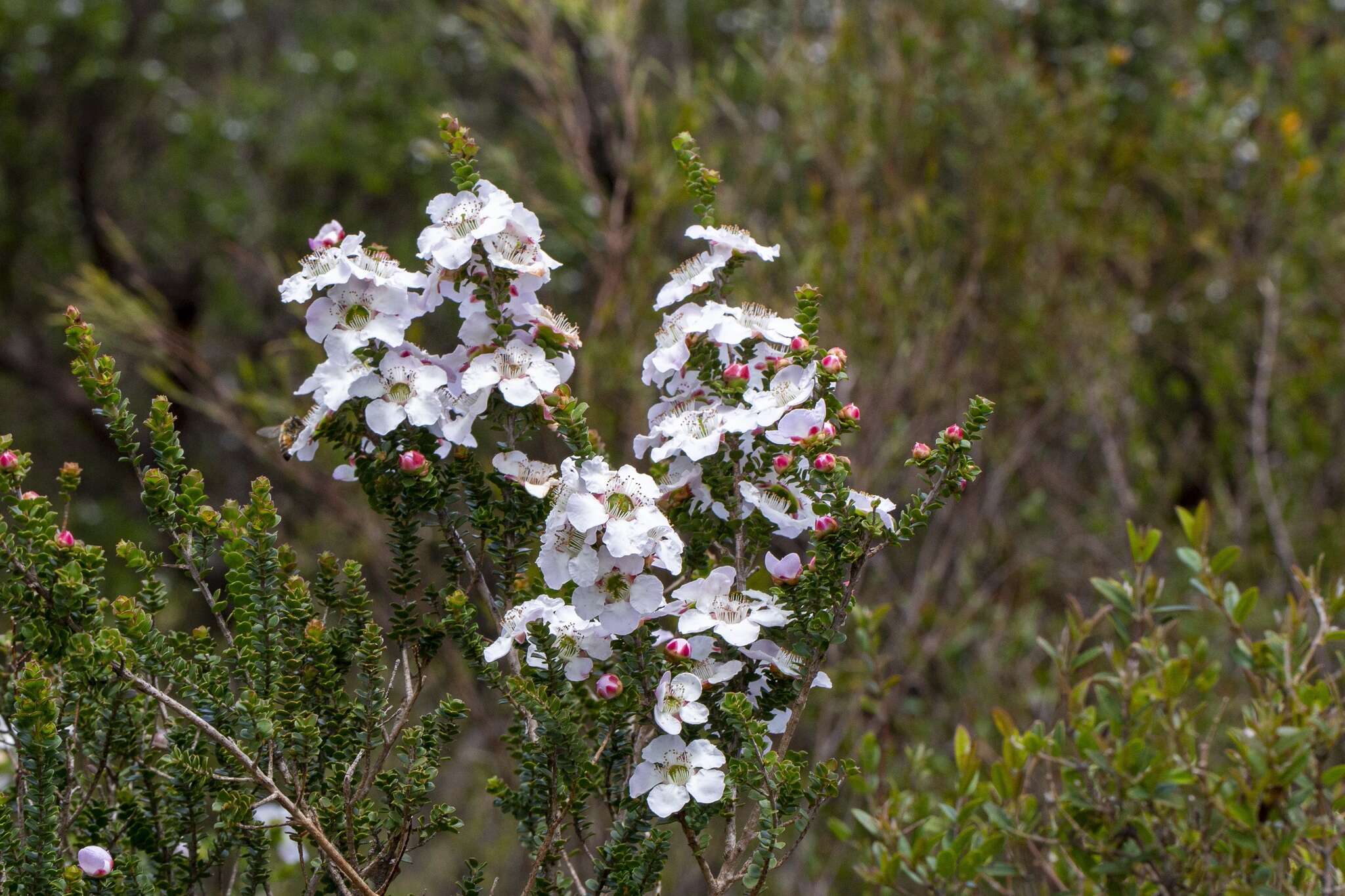 Sivun Leptospermum rotundifolium (Maiden & Betche) F. A. Rodway kuva