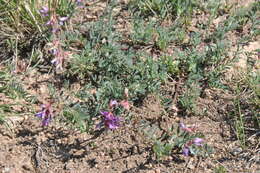 Imagem de Astragalus hallii A. Gray