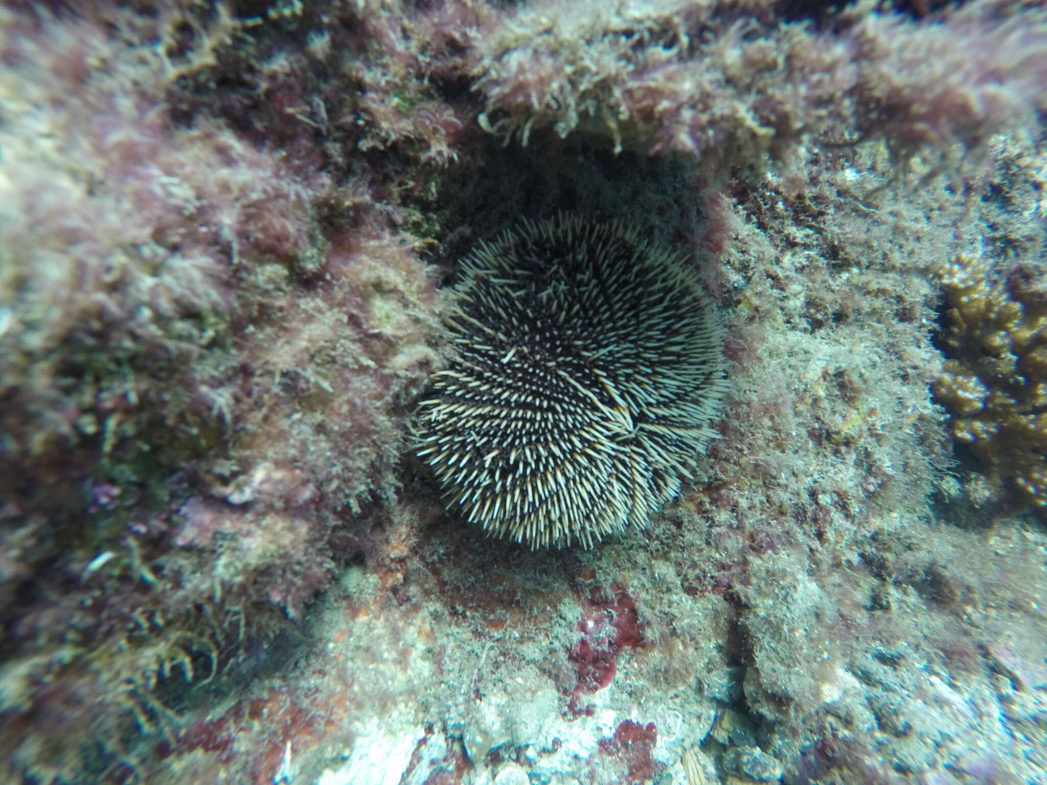 Image of White Sea Urchin