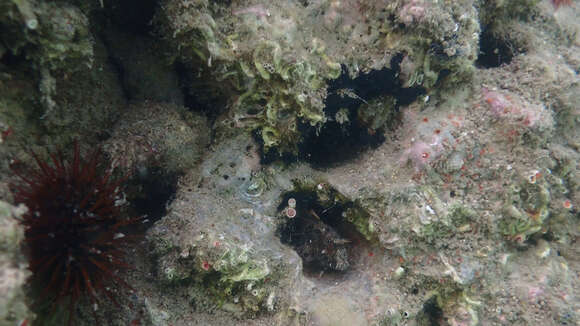 Image of Tentacled Blenny