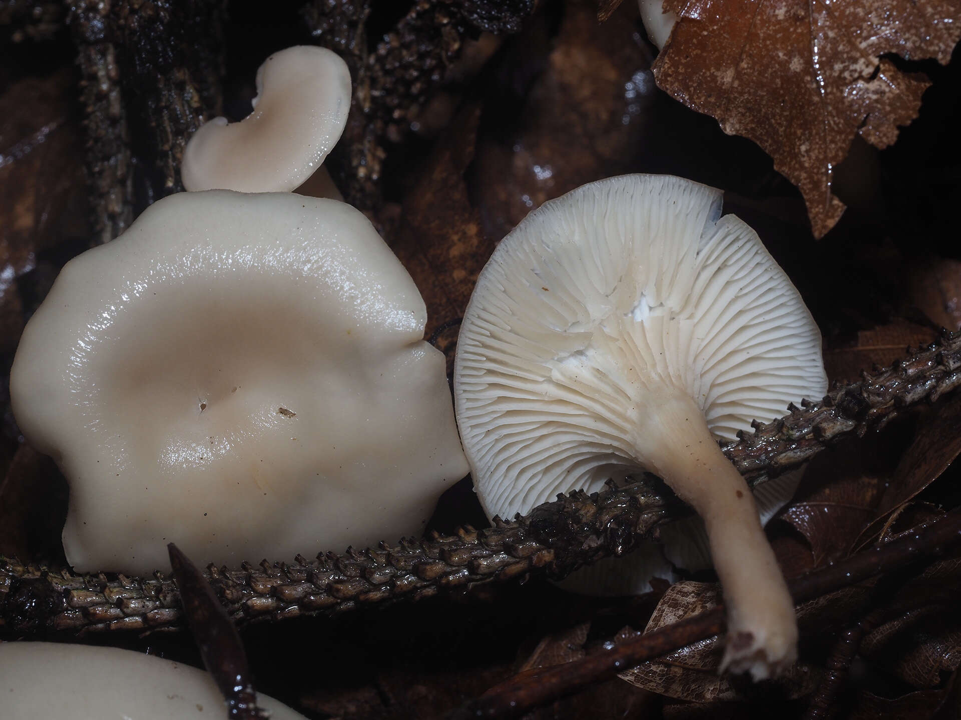 Clitocybe phaeophthalma (Pers.) Kuyper 1981 resmi