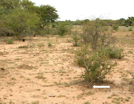 Image of Ceropegia rogersii (L. Bolus) Bruyns