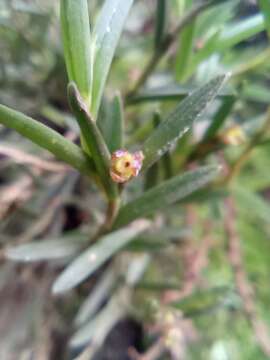 Plancia ëd Jacquiniella leucomelana (Rchb. fil.) Schltr.