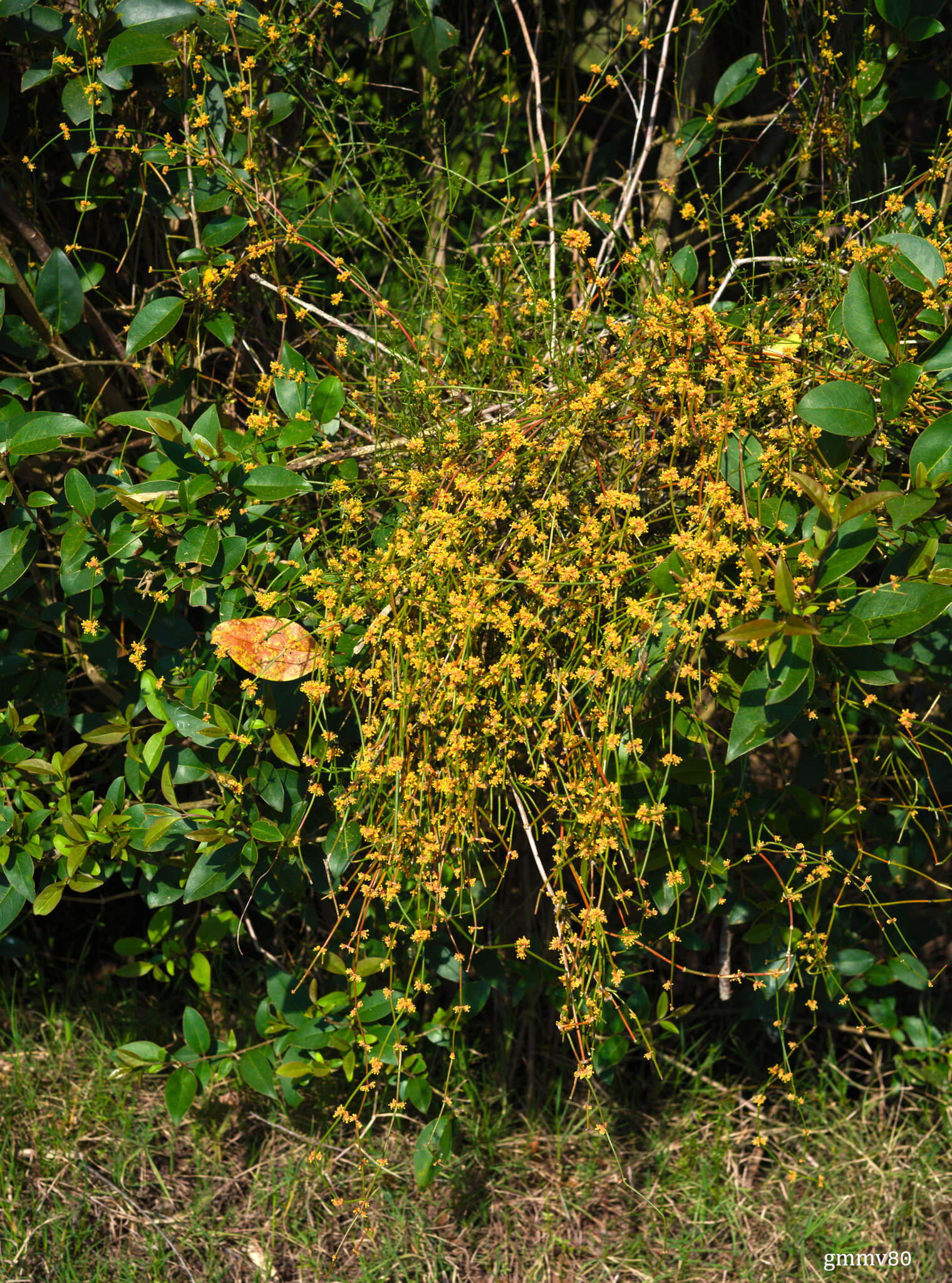 Image of Ephedra tweedieana C. A. Mey.