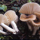 Image of Hygrophorus pacificus A. H. Sm. & Hesler 1939